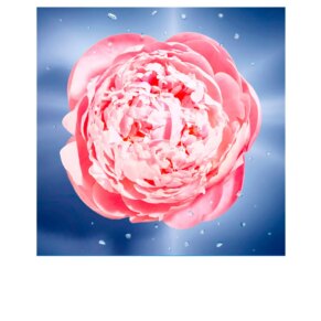 Dầu thơm Lancôme LA VIE EST BELLE EN ROSE Eau de Toilette (Nữ)